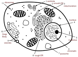 Plant cell coloring key answers; Monocot Dicot Coloring Coloring Pages Inspirational Animal Cell Coloring Pages