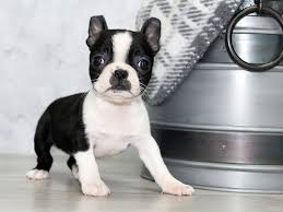 We began showing dogs in 2002 and in 2004, decided the boston terrier was the breed for us!our fi. Boston Terrier Puppies Petland Lewis Center