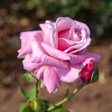 25 pink roses to grow best varieties