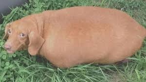 To furnish germany is recognized as the country of origin of the dachshund. Look At The Obese Dachshund That Lost 43 Pounds Abc News