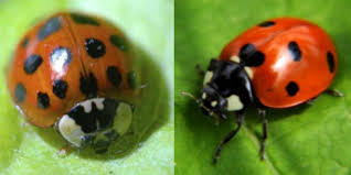 Are Lady Beetles Bugging You