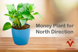 Money Plant Vastu Importance Of Money