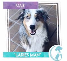 Maybe you would like to learn more about one of these? Max Medium Male Australian Shepherd Dog In Qld Petrescue