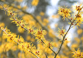 18 varieties of yellow flowering plants