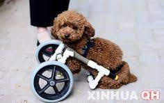 Keep in mind that your dog must be able to comfortably reach the ground with his usable legs in order to pull himself along. 16 Dog Ideas Dog Wheelchair Dogs Pets