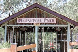 Image result for marsupial list