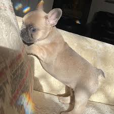 How much are austin french bulldog puppies for sale? Austin French Bulldogs Facebook
