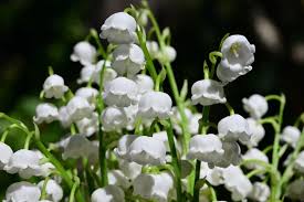 lily of the valley plant its meaning