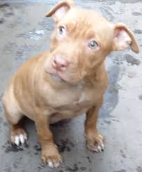 Find bull terriers for sale on oodle classifieds. Red Staffordshire Bull Terrier Puppy For Sale Northolt Middlesex Pets4homes