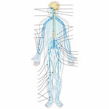 Evaluate (10 minutes or while assembling large diagram) • students draw and label the nervous system on their handout of a human body. Nervous System Diagram Arrows Nervous System Blank Diagram Transparent Png Download 910525 Vippng