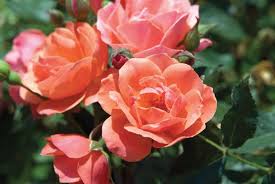 Knock Out Roses How To Grow Care And