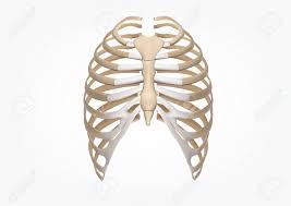 Human skeleton system rib cage posterior view anatomy. Human Rib 3d Illustration Of Human Skeleton Rib Cage Anatomy Stock Photo Picture And Royalty Free Image Image 127166824