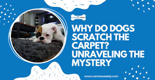 why do dogs scratch the carpet
