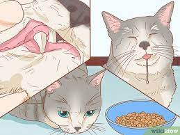 mouth ulcers in cats