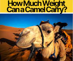 Without anything the rider's weight is directly on the horse's spine and the rider's pelvic bones create points of higher direct pressure that can become very i rode on a dromedary camel for about half an hour through part of the negev desert in israel. How Much Weight Can A Camel Carry Riding Weight Limit