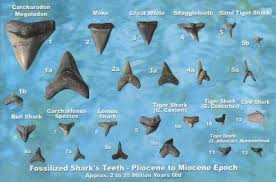 Sink Your Teeth Into This 20 Facts About Shark Teeth