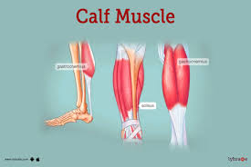 calf muscle human anatomy diagram