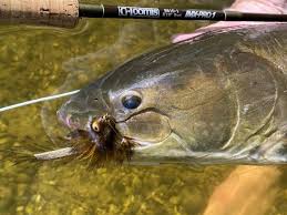 Watch a video cherish imx! Bowfin On The Fly In The Great Lakes Laptrinhx News