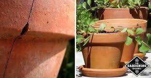 caring for terracotta pots gardening