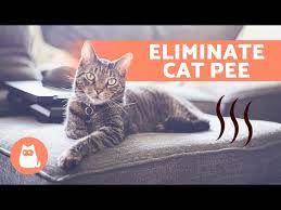 how to get rid of cat urine smell in