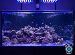Reef Aquarium Led Light Photos Gallery Orphek Led Lights