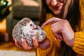 owning a pet hedgehog