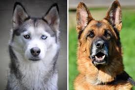 Akc registered german shepherd puppies. German Shepherd Husky Mix How To Best Succeed With Anything German Shepherd