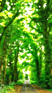 green tree forest cb picsart background
