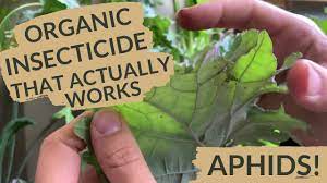 vegan organic insecticide for vegetable