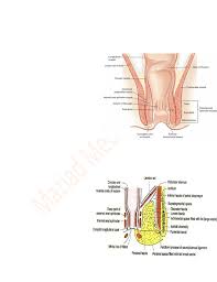 There are anterior muscles diagrams and posterior muscles diagrams. Anatomy Of Reproductive System Part 2 Pdf Anatomy Of Reproductive System Anatomy Of Anal Canal In The Perianal Area Of The Body There Are Two Course Hero