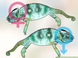 a chameleon is male or female