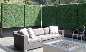 Privacy Plants For Screening Your Yard