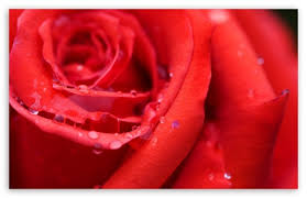 red rose flower ultra hd desktop