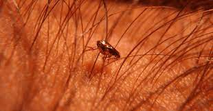 can fleas live in human hair what s