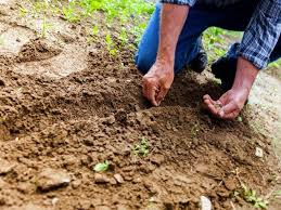 Soil Preparation Guide For Gardens In
