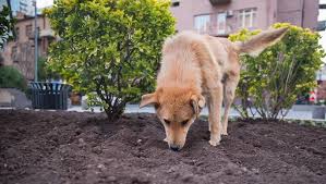 My Dog Ate Fertilizer Our Vet Explains