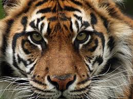 Sunda Tiger Species Wwf