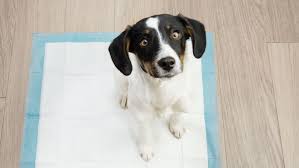 how to puppy pad train and get it right