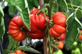 Според мнозина доматите всъщност са плод, но заради страхотните им вкусови качества. 5 Malki Tajni Za Otglezhdane Na Vkusni Domati Zdravni Sveti Framar Bg
