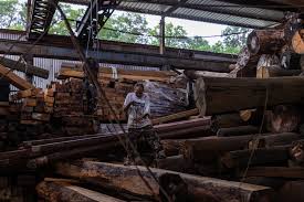 wood is life a hong kong sawmill s