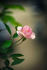 pink rose in bloom free stock photo