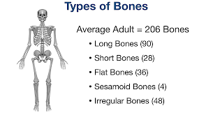 Types of Bones in the Human Body: Skeletal System Labeled Diagram and  Examples — EZmed