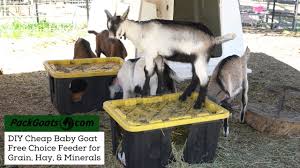 diy baby goat feeder for grain