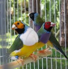 green back lady gouldian finch the