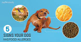 We did not find results for: 5 Signs Your Dog Has Food Allergies Dogs Naturally