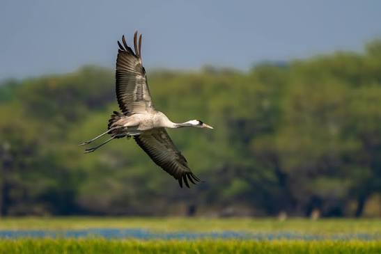 Common cranes in nature