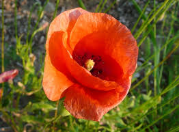 Maybe you would like to learn more about one of these? Poppy Wiktionary