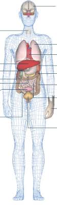 Jeep grand cherokee tie rod diagram. Bbc Science Nature Human Body And Mind Anatomy Organs Anatomy