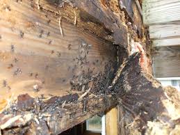 How Do You Get Rid Of Termites Think