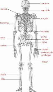 Handouts for anterior and posterior view. Skeletal System